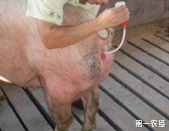 猪人工授精有什么优点?猪人工授精的流程