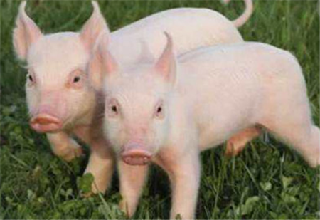 仔猪去势激发链球菌病的防治