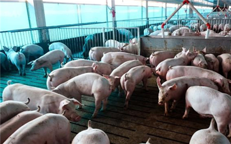 养猪业技术进步新产物--发酵床养猪