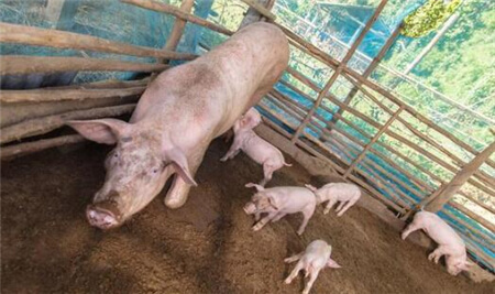 不同产仔季节对母猪繁殖性状的影响