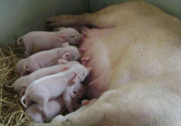 高产母猪有哪些品种?如何选择母猪品种?猪场应选什么样的母猪留种?