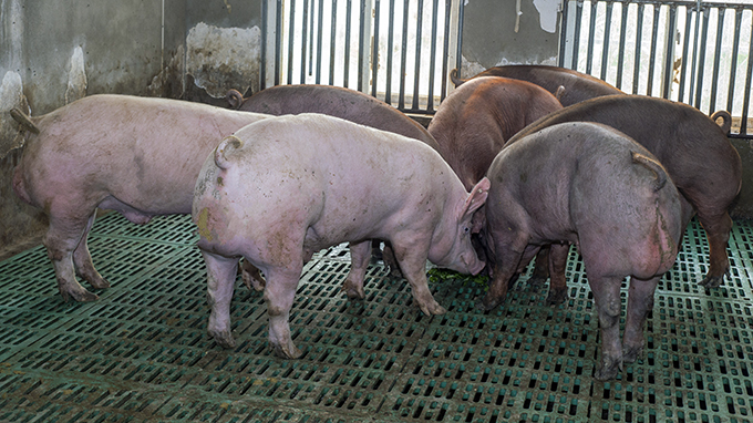 视频：广西第五届种猪博览会 广西一遍天种猪集团 
