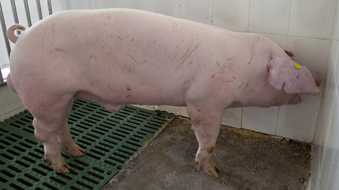视频：广西第五届种猪博览会  广西永新良圻原种猪场